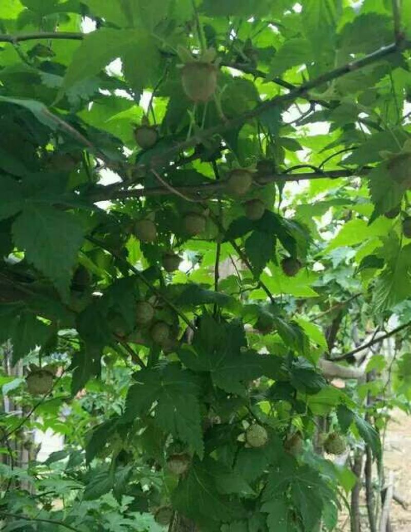覆盆子苗