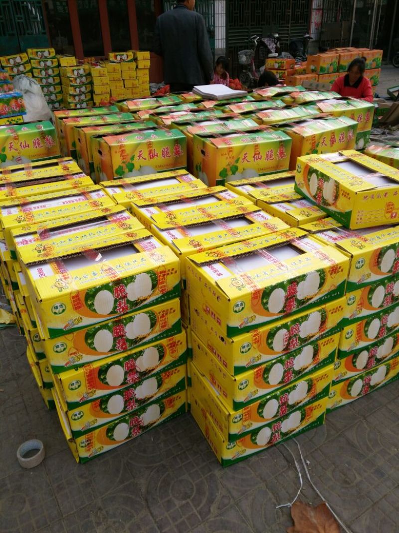 脆梨甜瓜，白金蜜，甜瓜香瓜哈密瓜基地！产地大量供应