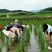 中华圆田螺作种鲜活