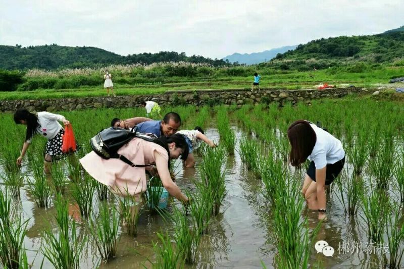 中华圆田螺作种鲜活