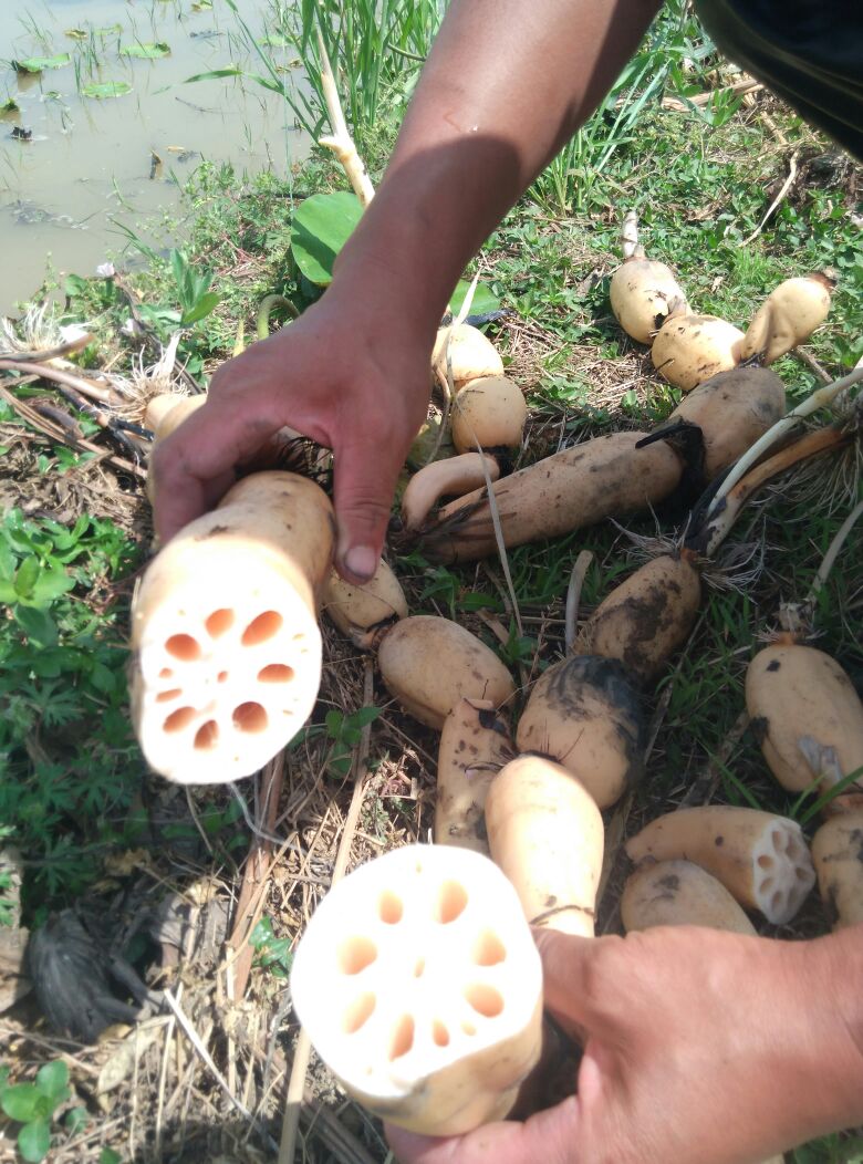 莲藕河南南阳邓州市_批发_供应-一亩田农业网