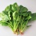 越冬菠菜20~25厘米