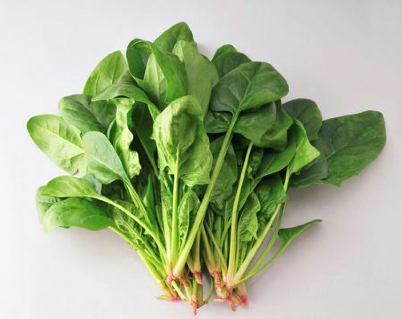 越冬菠菜20~25厘米