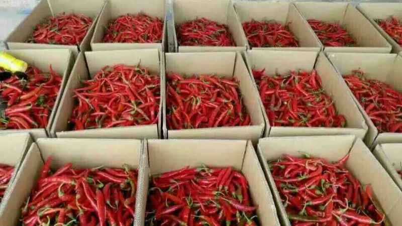 河北精品鲜辣椒/美人椒15~20厘米/量大从优