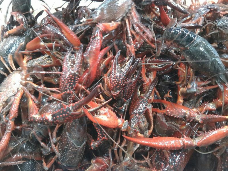 小龙虾小龙虾主养6-8钱（30-40克）食用活虾