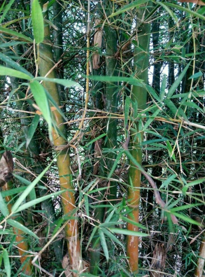 竹竿