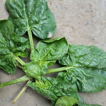 大叶菠菜
