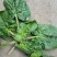 大叶菠菜