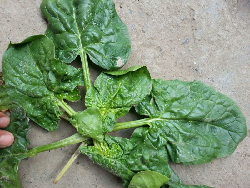 大叶菠菜