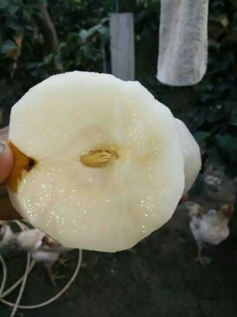 晚秋黄梨600g以上纸箱