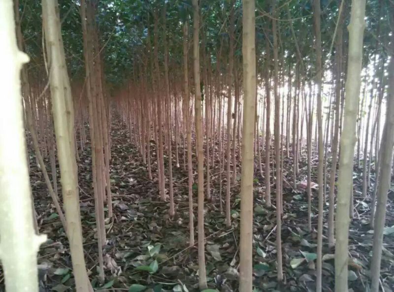 大叶女贞4cm以下