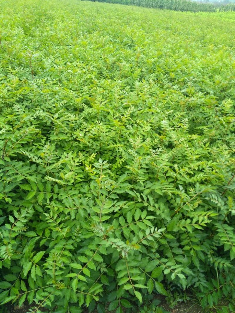 花椒苗