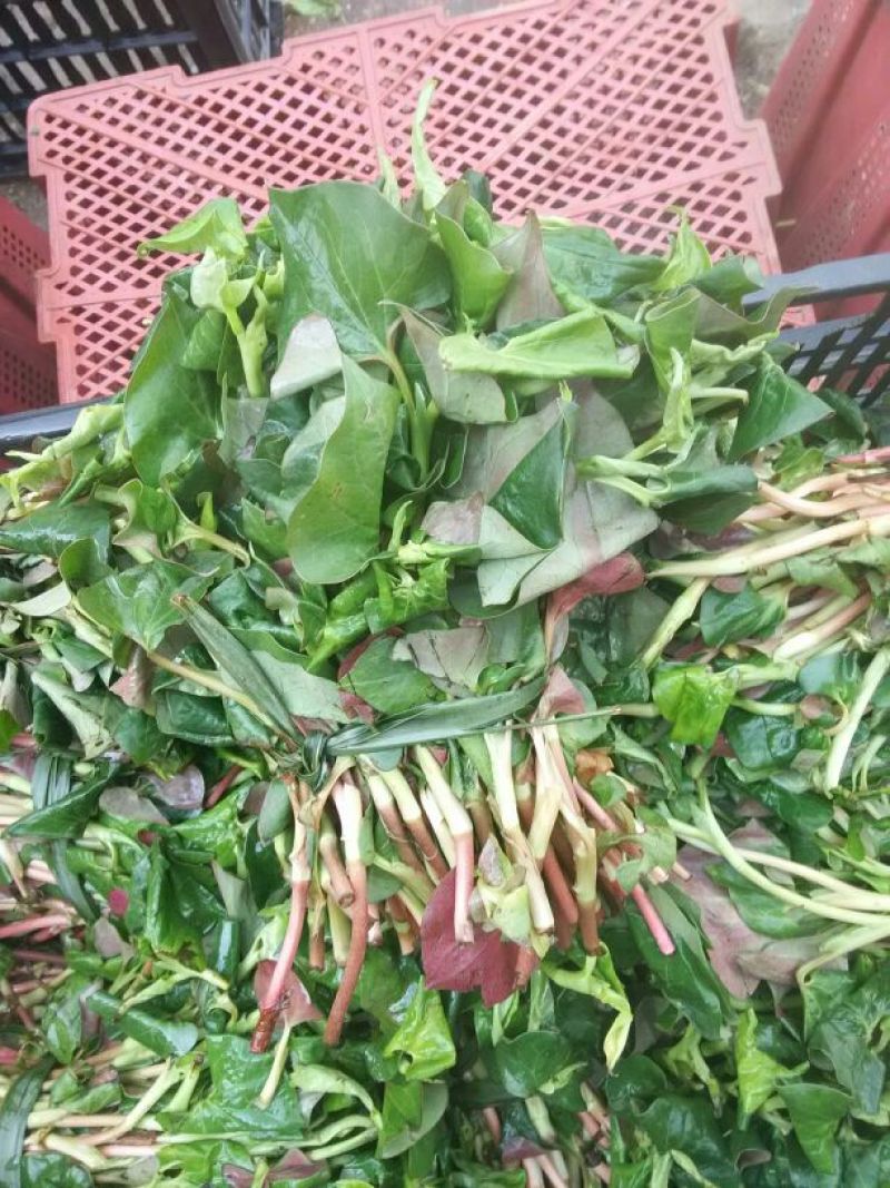 鱼腥草