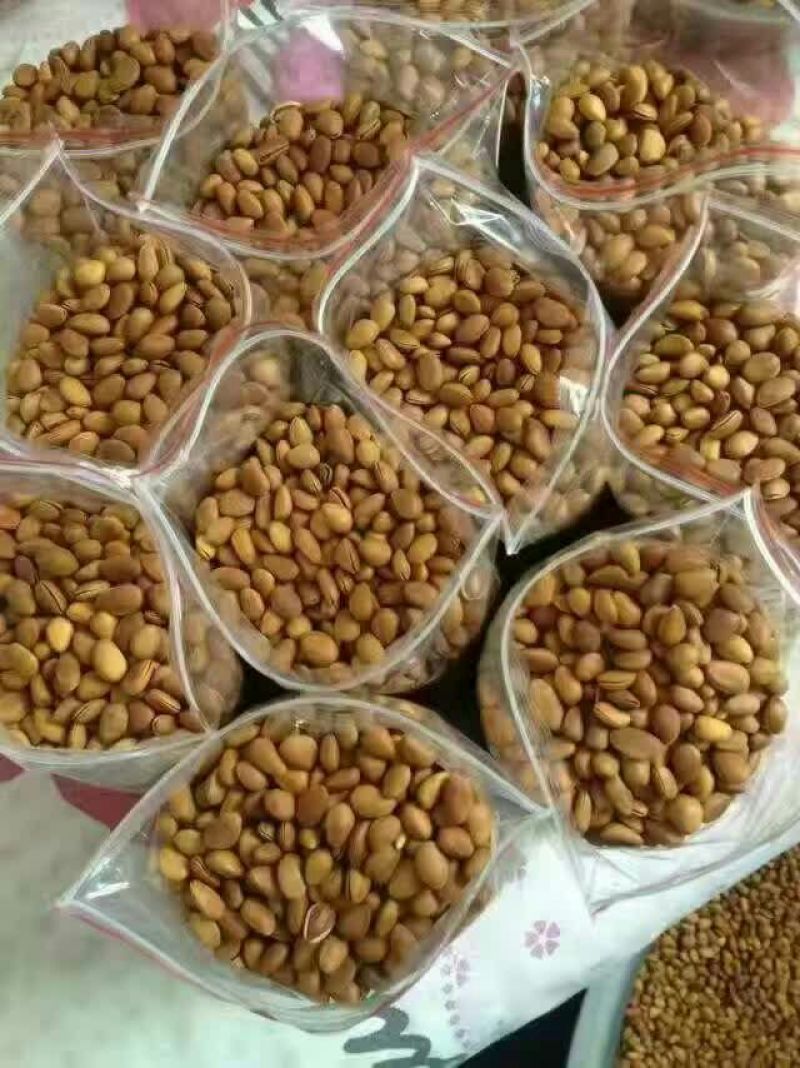 华山松子一级