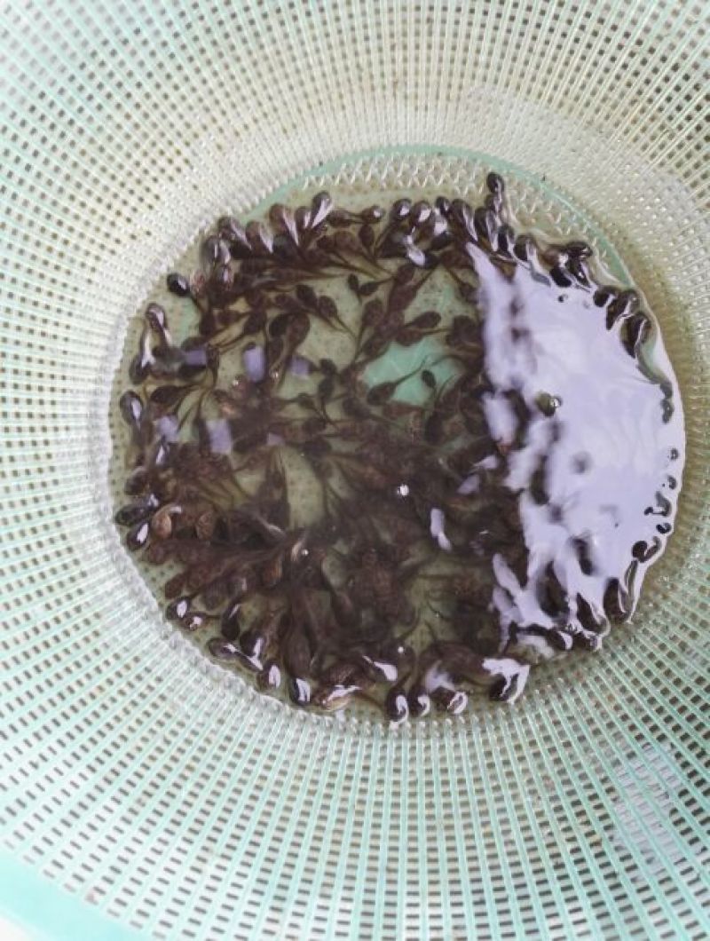 牛蛙蝌蚪