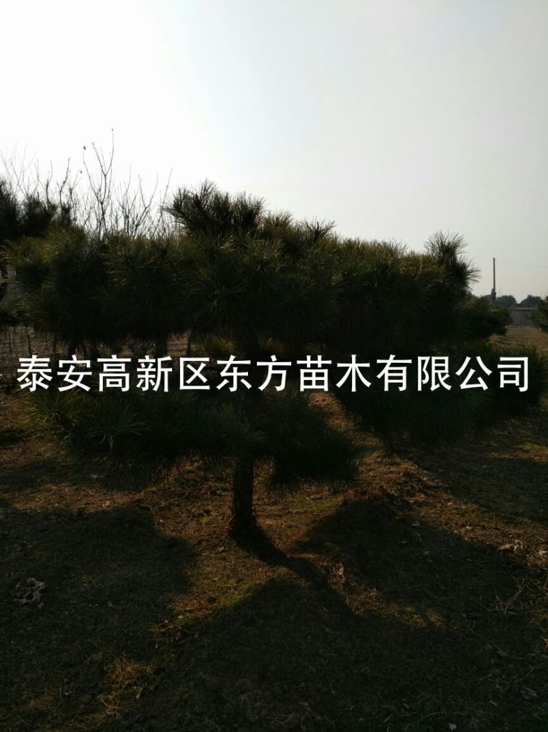 造型松14公分