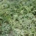 8424西瓜5斤打底8成熟1茬