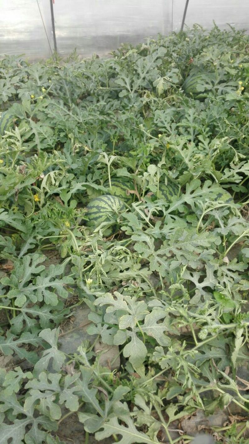 8424西瓜5斤打底8成熟1茬