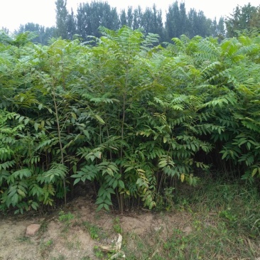 香椿苗大棚种植红油香椿