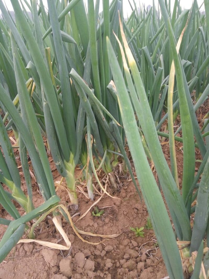 长白大葱25~30cm毛葱2cm左右