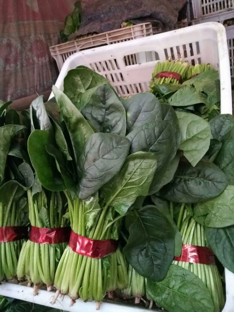 越冬菠菜20~25厘米
