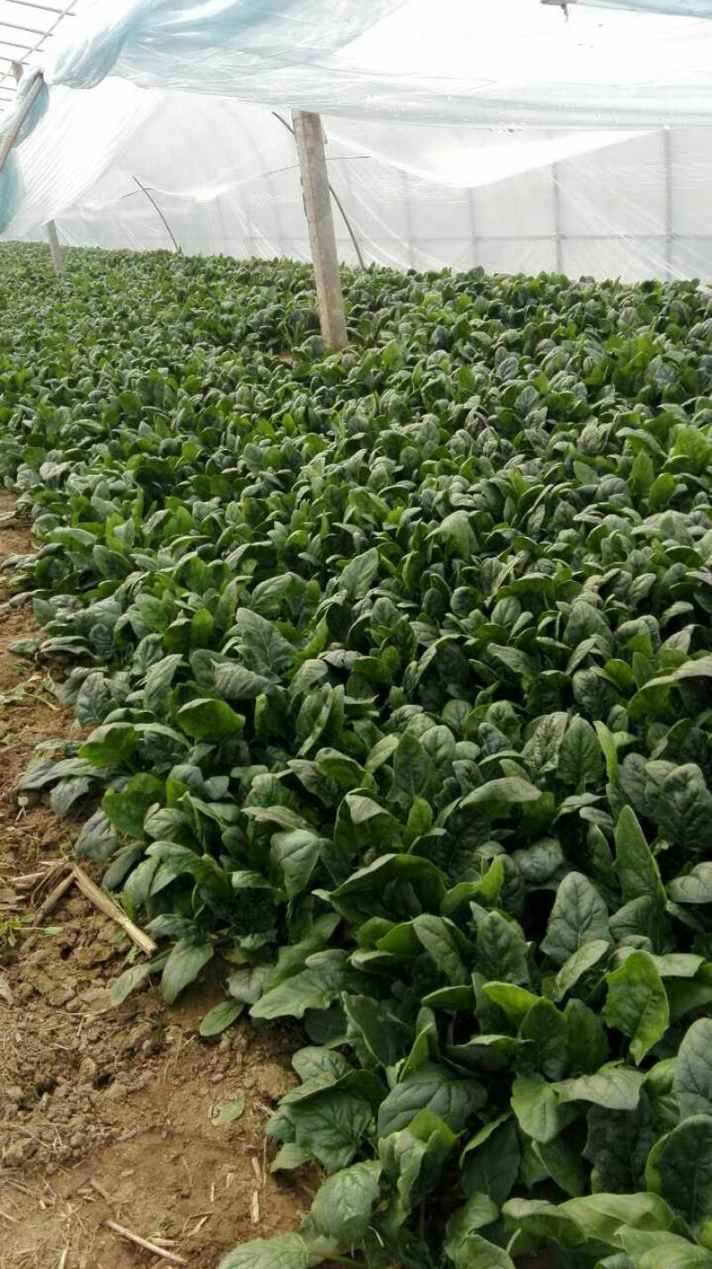 越冬菠菜15~20厘米