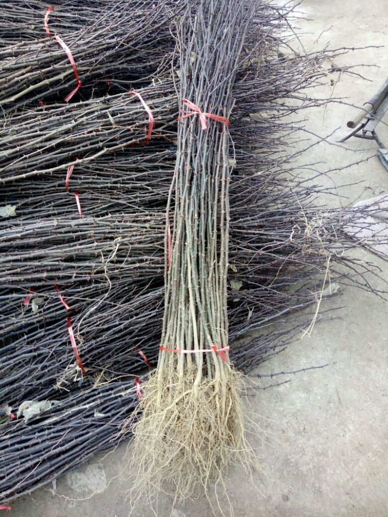 花椒苗1~2年，花椒苗基地直销，大红袍花椒苗