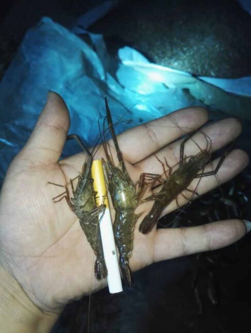 河虾活虾8只/kg以下