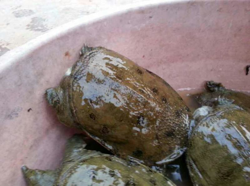 生态甲鱼