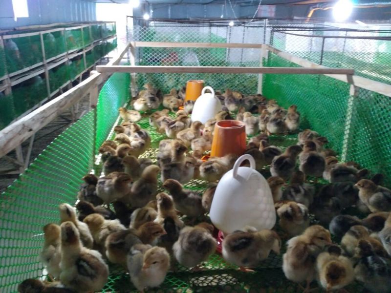 快大黄鸡苗1斤以下脱温苗