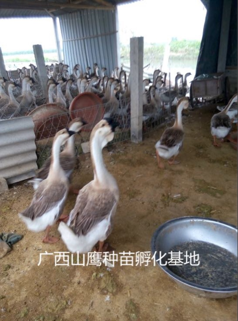 狮头鹅苗