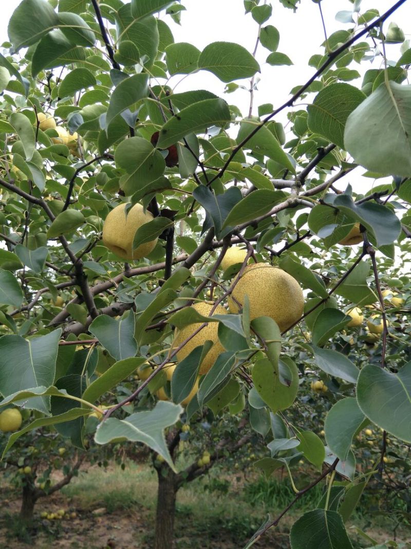 砀山梨250~300g纸箱