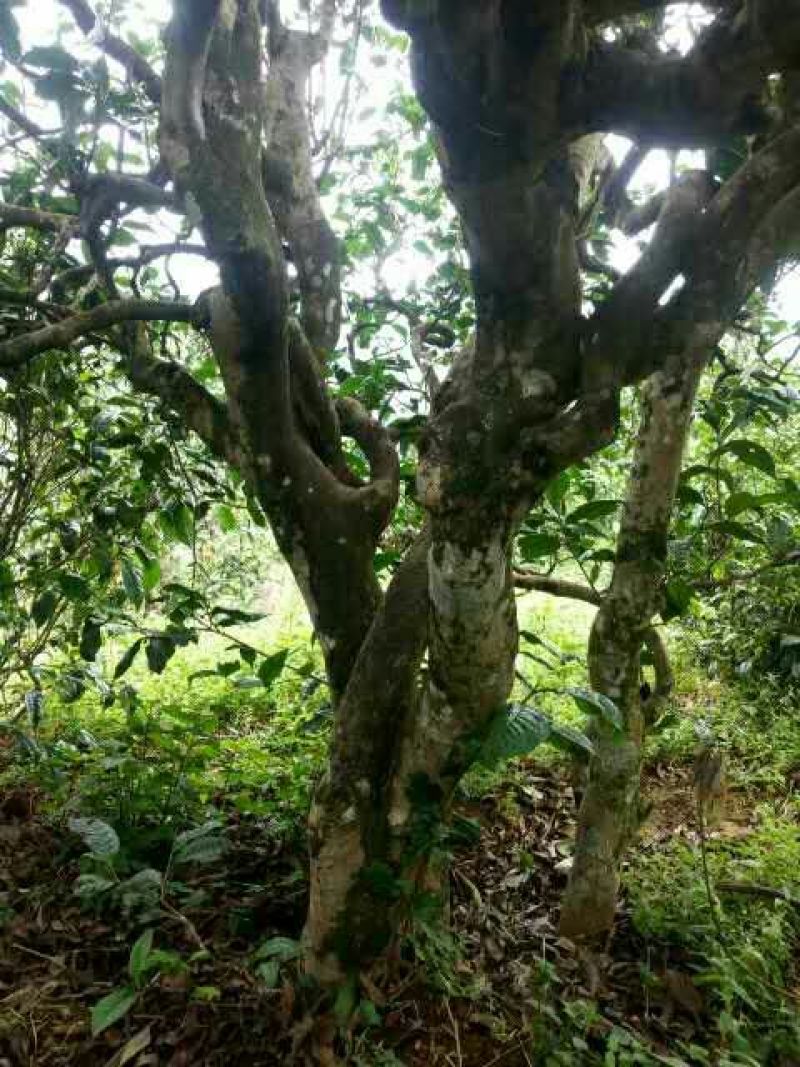 百年大树茶特级