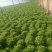 生菜王8两~9两