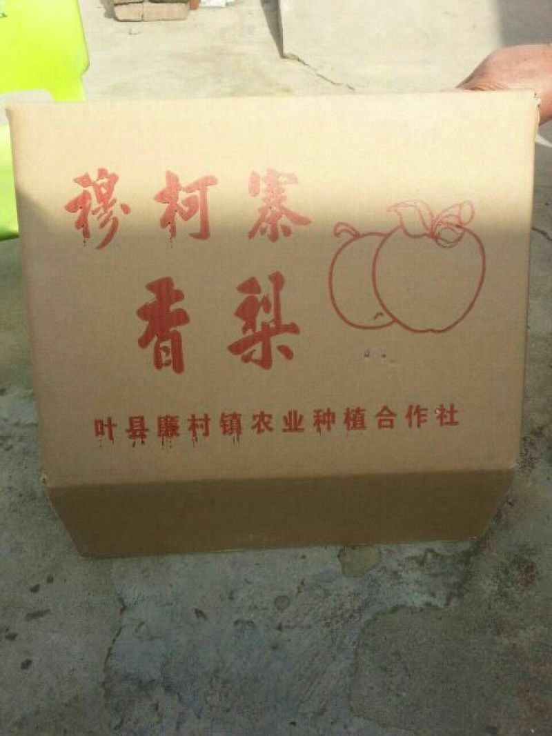 晚秋黄梨600g以上纸箱