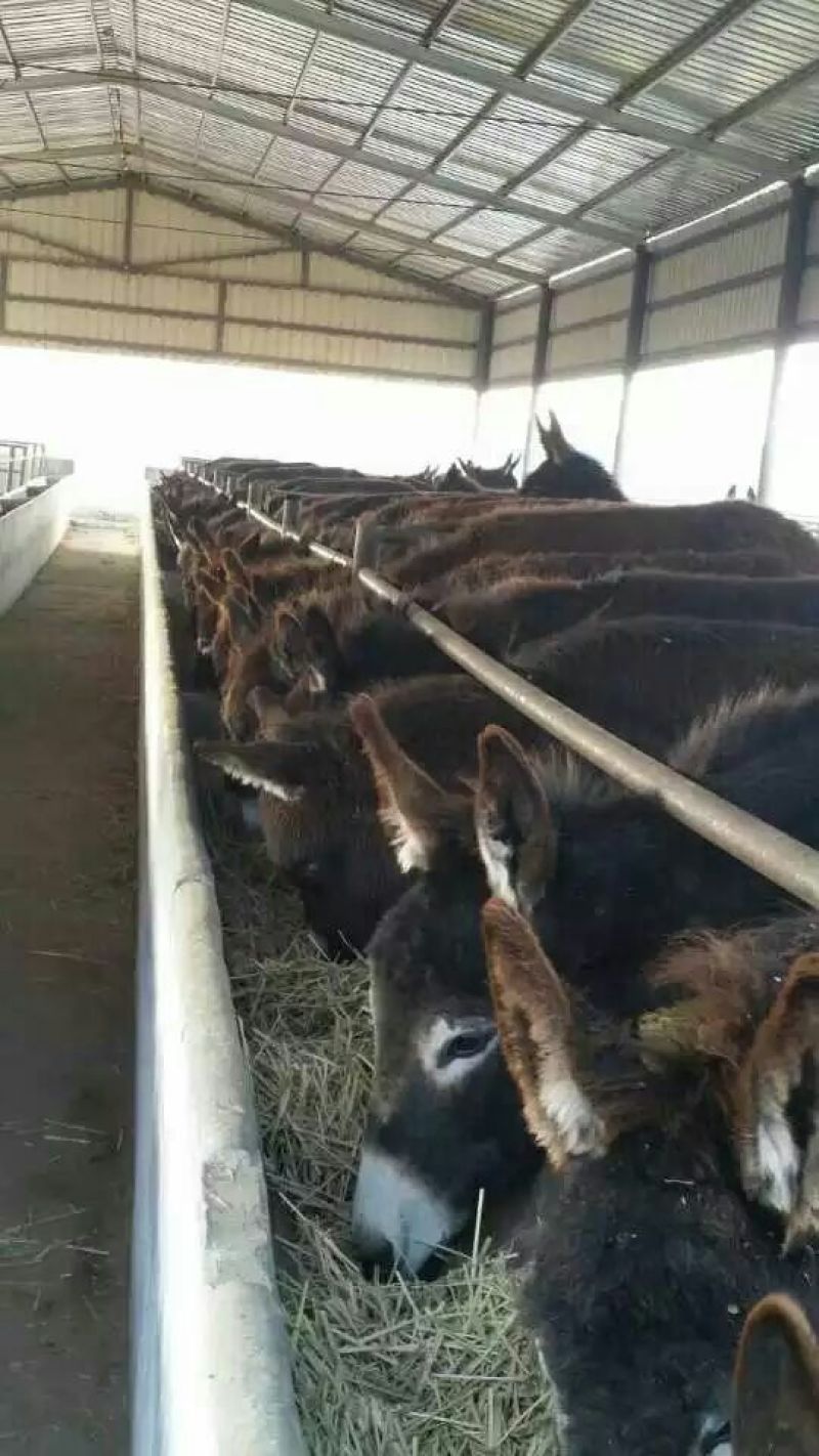 肉驴