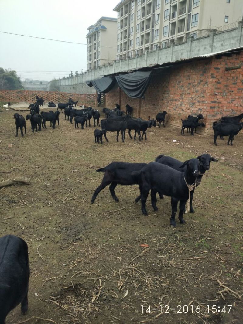 黑山羊种羊肉羊，品种改良，种公调换，产品回l收！