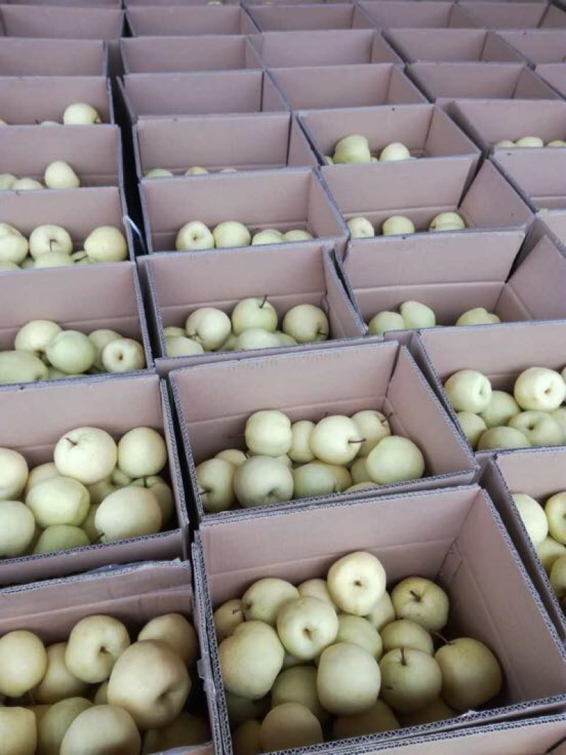 山西临猗贡梨纸袋膜袋，400~450g品质好货