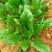 大叶菠菜20~25厘米