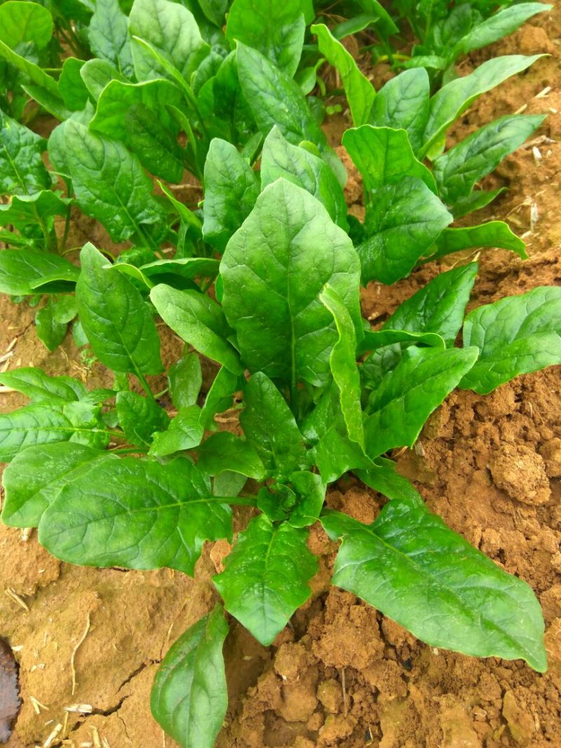 大叶菠菜20~25厘米
