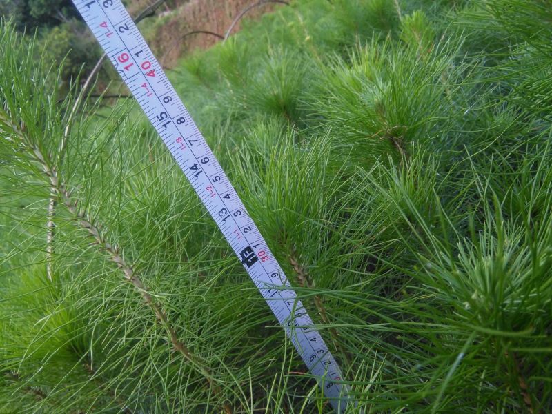 马尾松树苗30~50cm