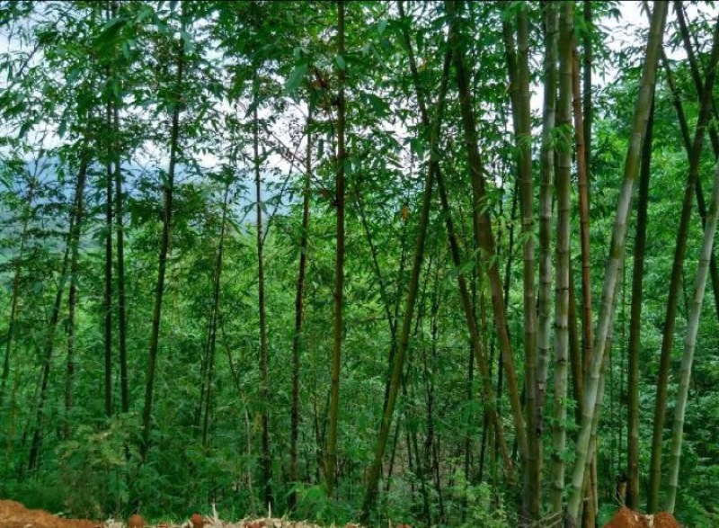竹子
