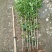 【推荐】桂花苗桂花大小苗产地直销成活率高量大从优