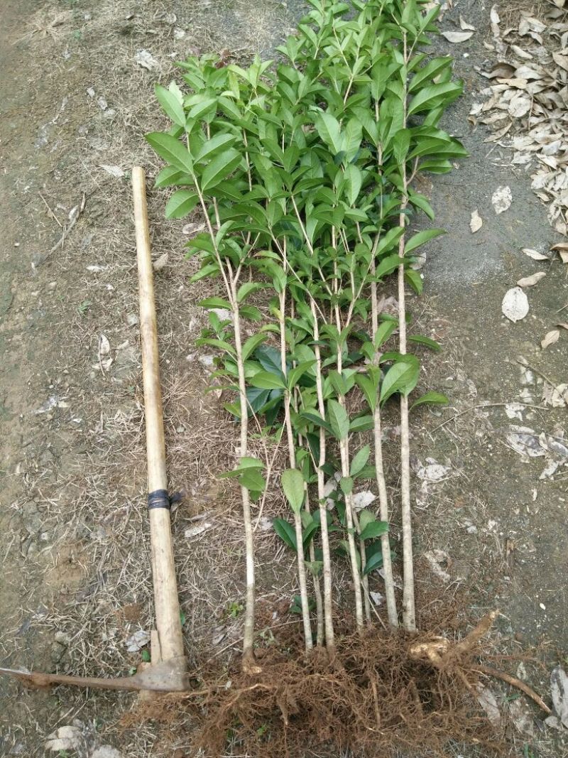 【推荐】桂花苗桂花大小苗产地直销成活率高量大从优