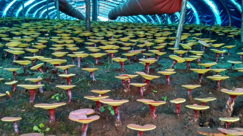 灵芝孢子粉【火爆中】长白山赤灵芝孢子粉！产地直销诚招代理