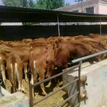 鲁西黄牛犊100~200kg
