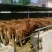 鲁西黄牛犊100~200kg