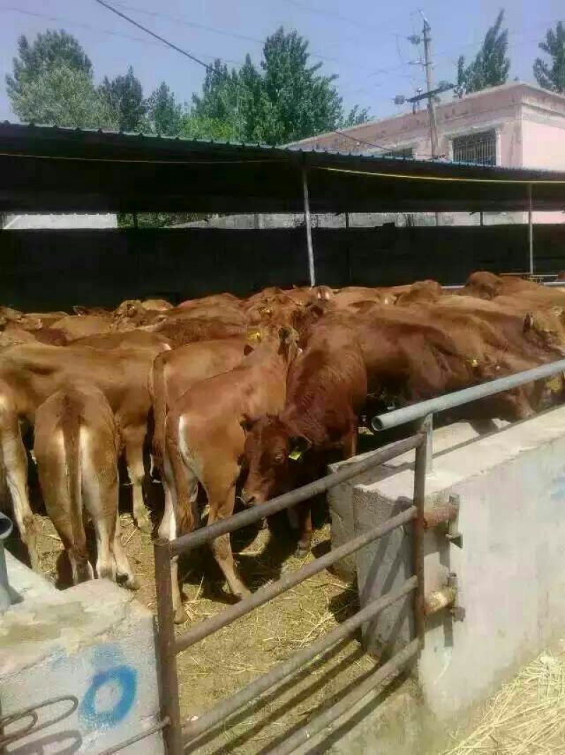 鲁西黄牛犊100~200kg