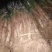 大葱25~30cm毛葱2cm左右