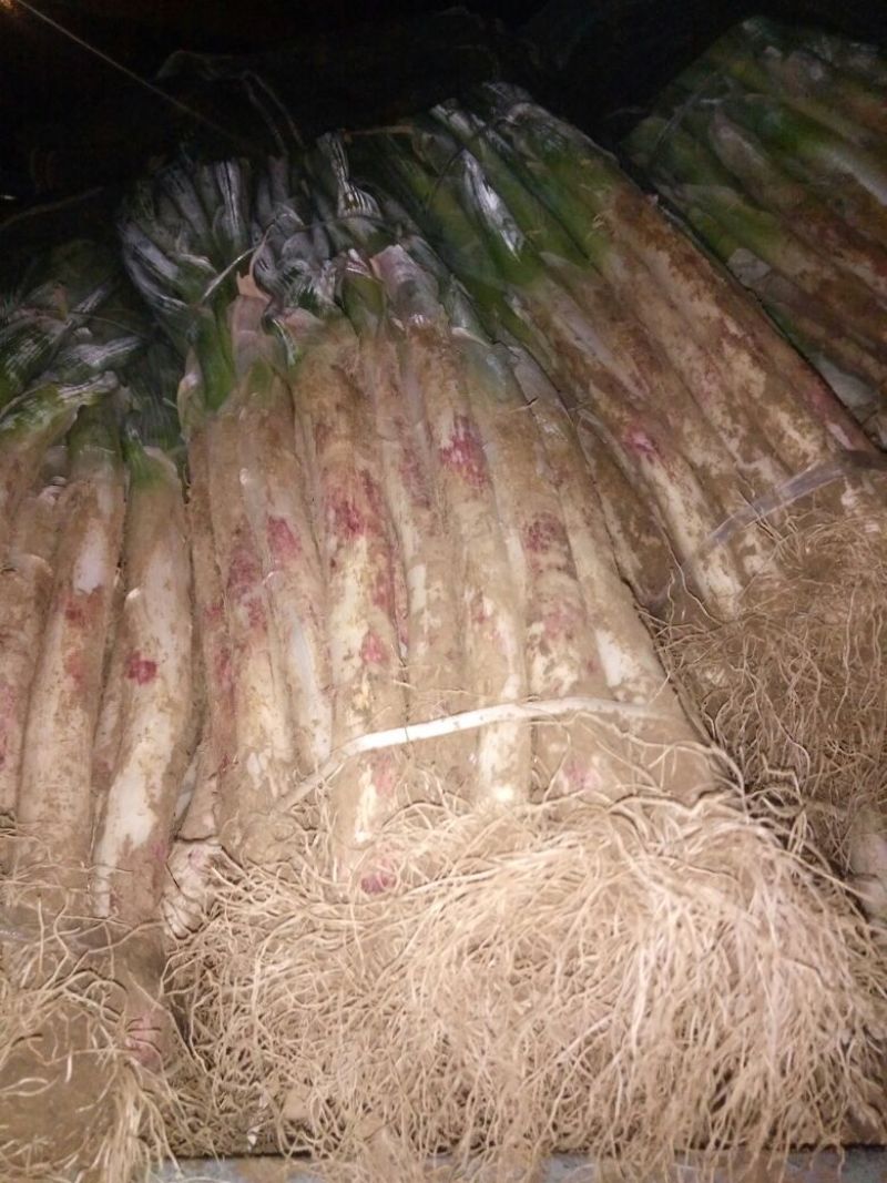 大葱25~30cm毛葱2cm左右